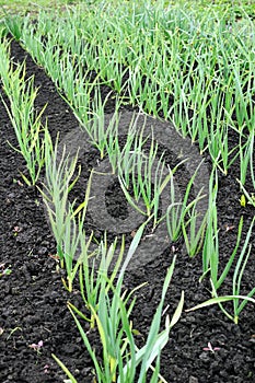 Organically cultivated growing garlic plantation