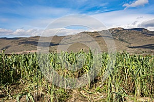 Organically cultivated leek plantation in the vegetable garden