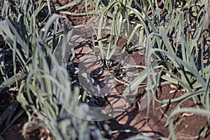 organically cultivated leek plantation in the vegetable garden