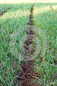 Organically cultivated leek plantation in the vegetable garden