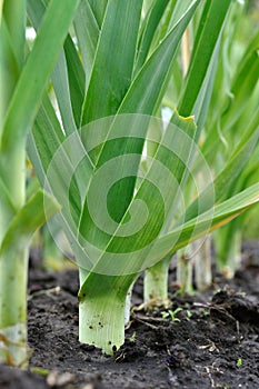 Organically cultivated leek plantation in the vegetable garden