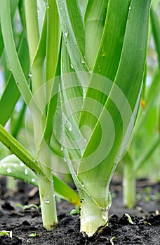 Organically cultivated leek plantation in the vegetable garden