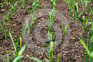 organically cultivated leek plantation in the vegetable garden