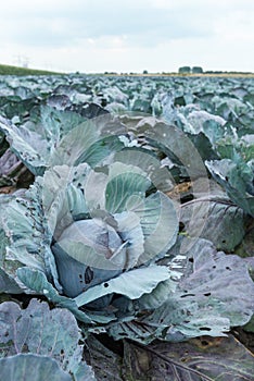 Organically cultivated red cabbages from close