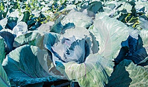 Organically cultivated red cabbages from close