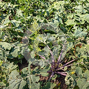 Organically cultivated rutabaga plants up close photo