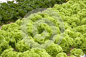Organically Farmed Vegetables