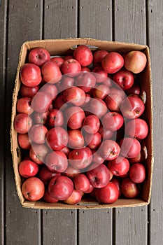 Organically Grown Beacon (MALUS domestica 'Beacon') Apples