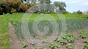 Organically grown onions. Green onion in vegetable garden. on vegetable field. growing vegetables on the farm