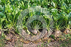 Organically grown sugar beet plants from close