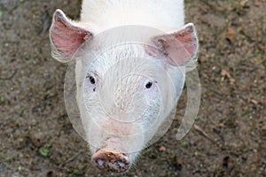 Organically raised farm pig, looking at camera