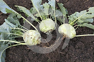 Organice Kohlrabi harvest