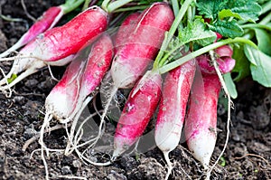 Organics radishes from garden