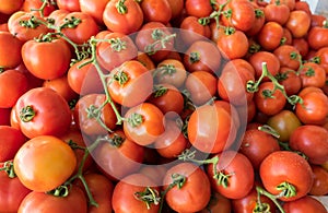 Organics tomatoes sold on farmers market