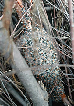 organics wild honeybees in village photo