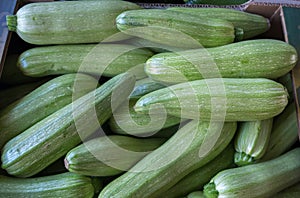 Organics zucchini sold on farmers market