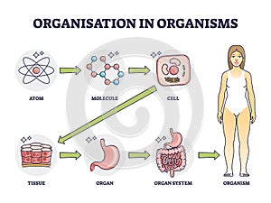 Organisation in organisms with hierarchical level structure outline diagram