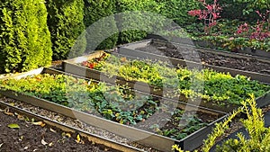 Organised raised garden beds in a private home