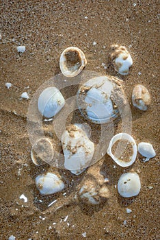 Organized empty seashells washed out at Umm Al Quwain beach, UAE photo