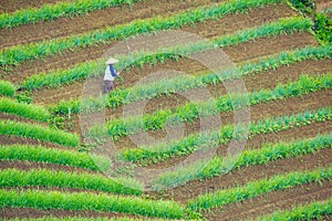 Organized lines of onion plants with a working farmer.