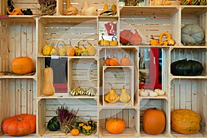 Organized setting of different types of pumpkins, autumn harvest, Halloween decorations