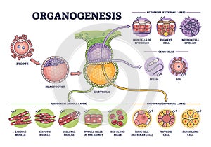 Organogenesis phase stages of embryonic development process outline diagram