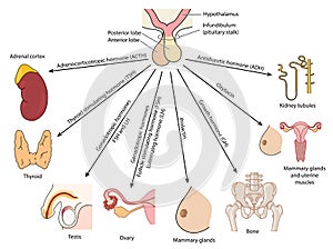 Organs affected by pituitary hormones