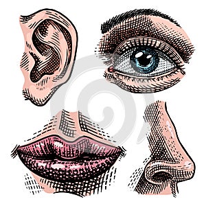 Organs anatomy illustration. Face detailed kiss or lips and ear, eye or view, look with nose. Human biology in vintage