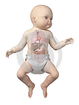 The organs of a baby