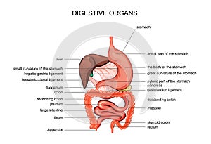 The organs of digestion. anatomy