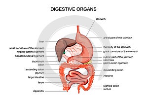 The organs of digestion. anatomy photo