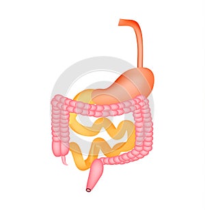 Organs of the gastrointestinal tract. Esophagus, stomach, duodenum, small intestine, colon. Digestion. Infographics. Vector