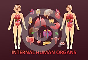 organs in the human body banner