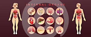 Organs in the human body banner