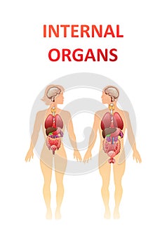 Organs in the human body banner