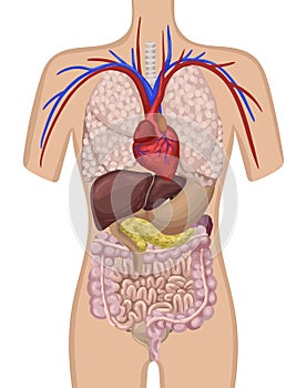 Organs in the human body. The location of the internal organs in the body. Vector illustration
