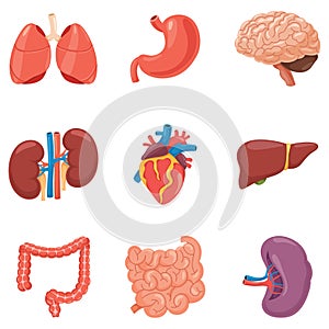 Organs Vector Illustration Set