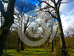 Orgi Forest in Ulzama. Near the town of Lizaso to be able to walk in the nature between centennial oaks