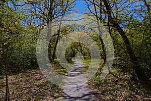 Orgi Forest in Ulzama. Near the town of Lizaso to be able to walk in the nature between centennial oaks