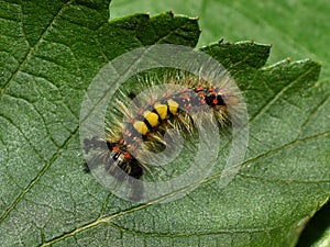 Orgyia antiqua rusty tussock moth caterpillar on leaf