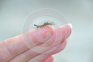 Orgyia antiqua - rusty tussock moth or vapourer on a human finger