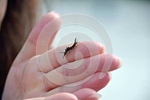 Orgyia antiqua - rusty tussock moth or vapourer on a human hand