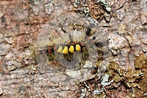 Orgyia antiqua rusty tussovk moth caterpillar