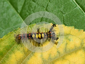 Orgyia antiqua rusty tussovk moth caterpillar on leaf