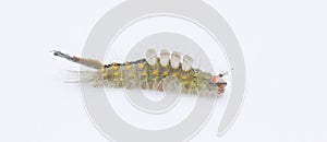 Orgyia detrita - the fir tussock or live oak tussock moth caterpillar have urticating setae hairs with antrose barbs that may