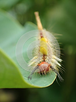 Orgyia postica on leaf close up