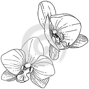 Orhid flower in a vector style isolated.