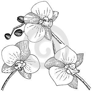 Orhid flower in a vector style isolated.