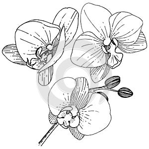 Orhid flower in a vector style isolated.