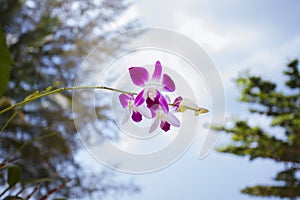 Orhid flowers on tropical backgraund, blue sky bokeh